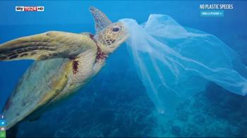 Le tartarughe marine messe a rischio dalla plastica