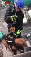 Police train search & rescue dog to abseil