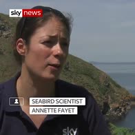 Sky Ocean Rescue funding puffin study