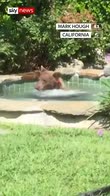 Bear takes dip in hot tub