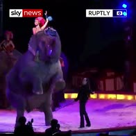 German circus elephant topples into crowd