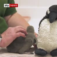 Baby penguin saved after parents break its shell