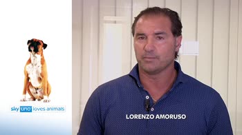 Sky Uno Loves Animals 2: Lorenzo Amoruso