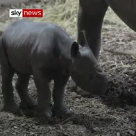 Rare Eastern black rhino born at Chester Zoo