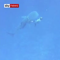 Divers free 20ft whale shark from fishing line