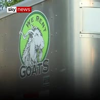 'Not kidding' - goats take over neighbourhood