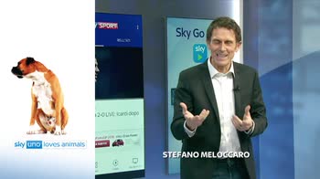 Sky Uno Loves Animals 2: Stefano Meloccaro