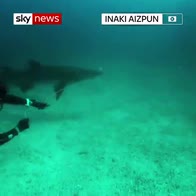 Diver removes net from shark's mouth