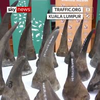 Smuggled rhino horns seized in Malaysia