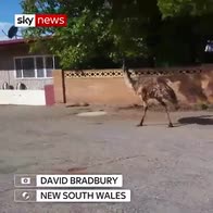 Post-apocalyptic scenes as emu stalks town