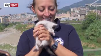 Crollo ponte, gattino salvato dai volontari