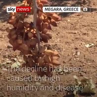 Pistachio harvest declines by 30% in Greece