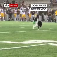 Dog collects kicking tee in US football game