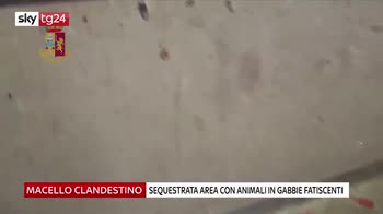 sequestrata aerea con animali in gabbie fatiscenti