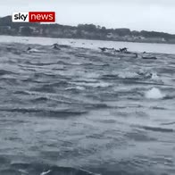 Super pod of hundreds of dolphins