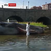 15-metre whale stranded in river