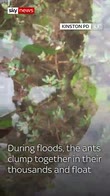 US police warning of fire ants in flood water