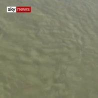 Drone footage of white whale in Thames