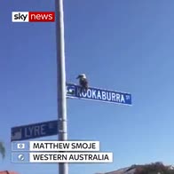 Kookaburra perches on appropriate street sign