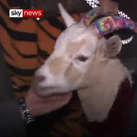 Goat yoga anyone? Craze of LA parties