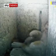 White Helmets rescue cat from Idlib building