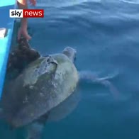 Dead sea turtle found tangled in rope