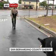 Cop snares errant pig with tortilla chips