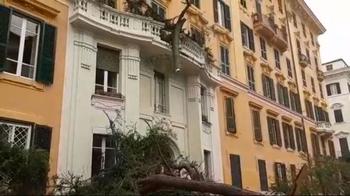 Roma, un grande albero cade su case e auto in zona Prati