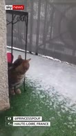 Curious cat catches falling snowflakes