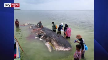 ERROR! Indonesia, trovata morta balena con 6 kg plastica nello stomaco