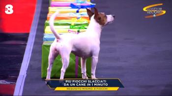 La Notte dei Record: il cane che slaccia i fiocchi