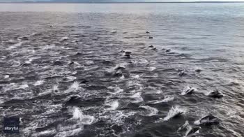 Il video di 200 delfini che nuotano accanto a una barca