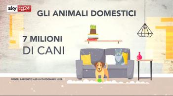 ERROR! Hashtag24, animali domestici in Italia: 60 milioni 400mila