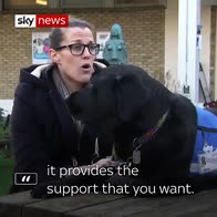 Meet Oliver, the UK's first 'justice support dog'