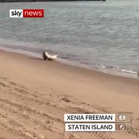 Seal frolics on NY's Staten Island beach