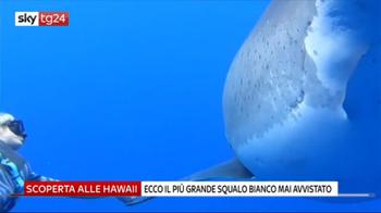 Il più grande squalo bianco mai avvistato