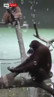 Orangutan fascinated by bubbles