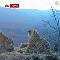 Rare footage of Amur tiger cubs captured