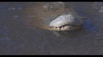 Come fanno gli alligatori a sopravvivere nel ghiaccio