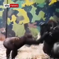 Gorilla tries to play with older brother