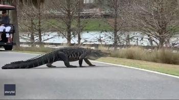 Florida, un alligatore attraversa la strada