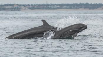 Balene accompagnano una barca di turisti in California