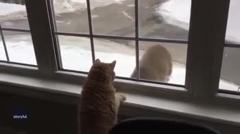 Prove di amicizia tra un gatto e un capriolo