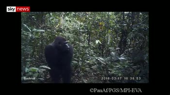 How apes reacted to camera traps