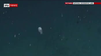 Deep Ocean Live: Shark bumps the camera