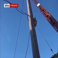 Cat learns to climb in nail-biting rescue