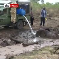 Kenyan rangers free elephants trapped in mud