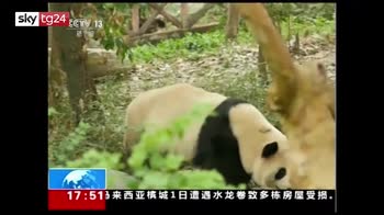 Cina, panda giganti partono per la Danimarca
