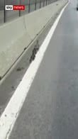 Ducks shutdown highway