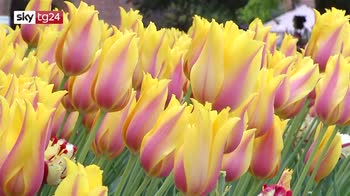 Messer tulipano 2019, torna l’evento al castello di Pralormo